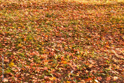 Background from red and orange leaves. Fallen leaves cover the ground in the park. Beautiful autumn landscape.