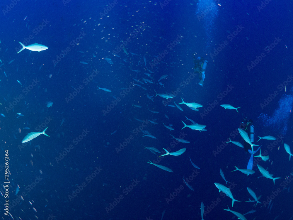 Naklejka premium パラオ_ペリリュー_スキューバダイビング