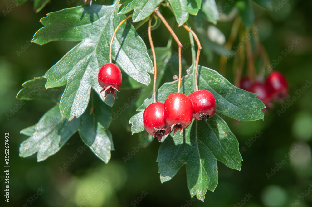 red fruits of a common hawthorn in autumn