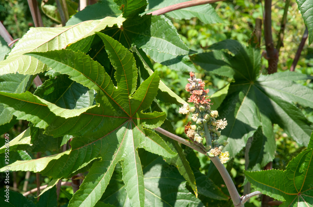 inflorescence of a castor bean or ricinus shrub inflorescence of a castor bean or ricinus shrub