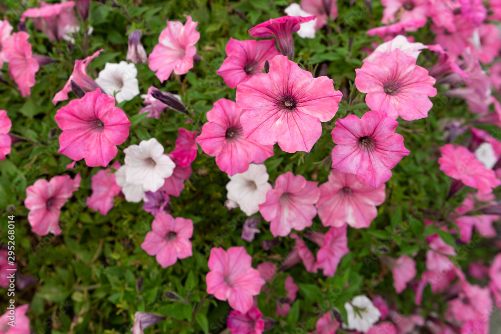 pink petunias flowers close up. Petunia ampelous. pink flowers in the garden pink petunias flowers close up. Petunia ampelous. pink flowers in the garden