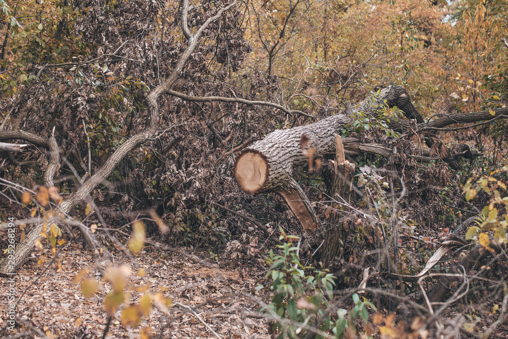 Fototapeta premium anthill in the forest