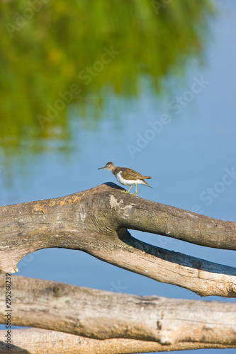 ANDARRIOS CHICO Actitis hypoleucos, HUMEDALES photo