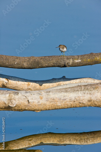 ANDARRIOS CHICO Actitis hypoleucos, HUMEDALES photo