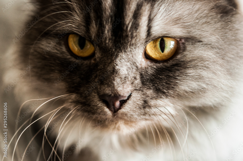 Lovely fluffy cat on grey background.