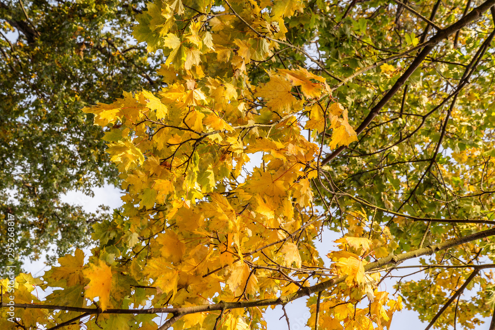 Beautiful autumn landscape with yellow trees and sun. Colorful foliage in the park. Falling leaves natural background Beautiful autumn landscape with yellow trees and sun. Colorful foliage in the park. Falling leaves natural background