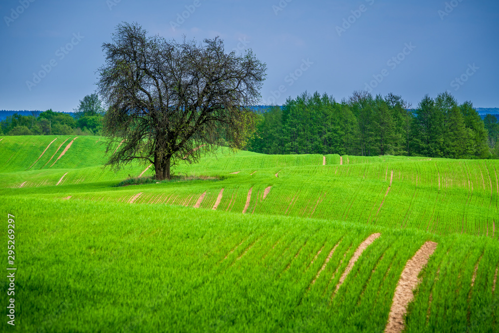 Green field with the lonely tree