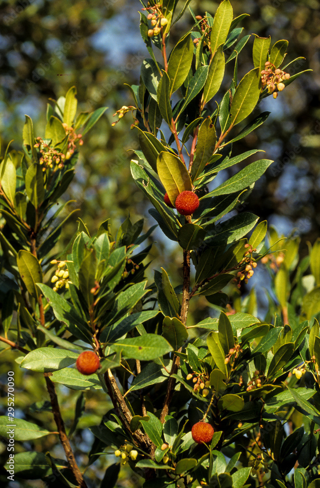 Fototapeta premium Arbousier, Arbutus unedo