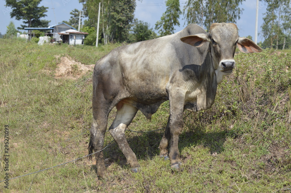 Fototapeta premium Cows in the meadow