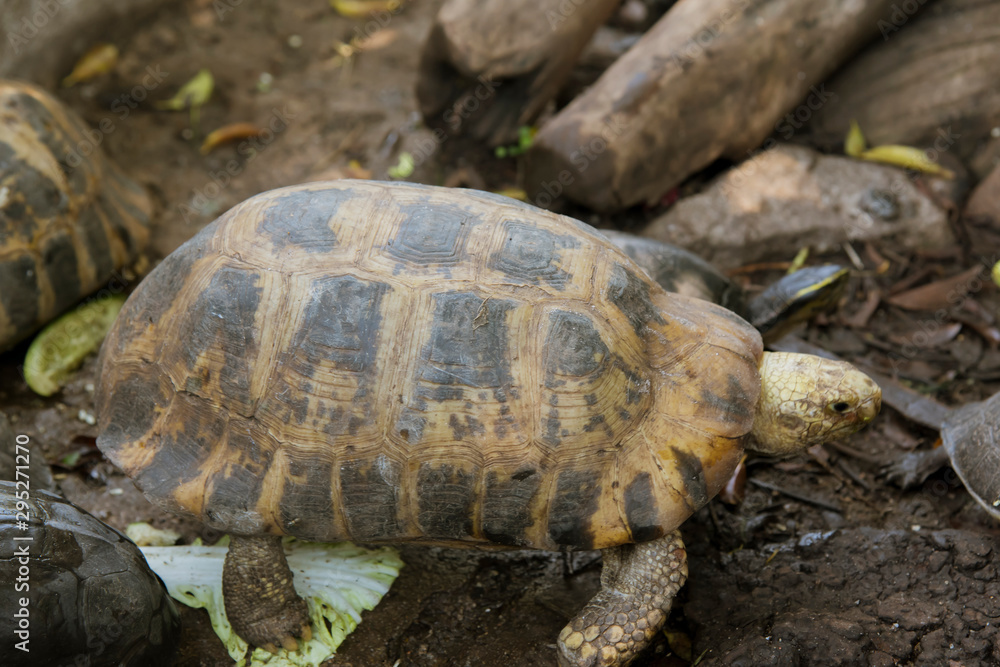 Obraz premium The turtle is walking