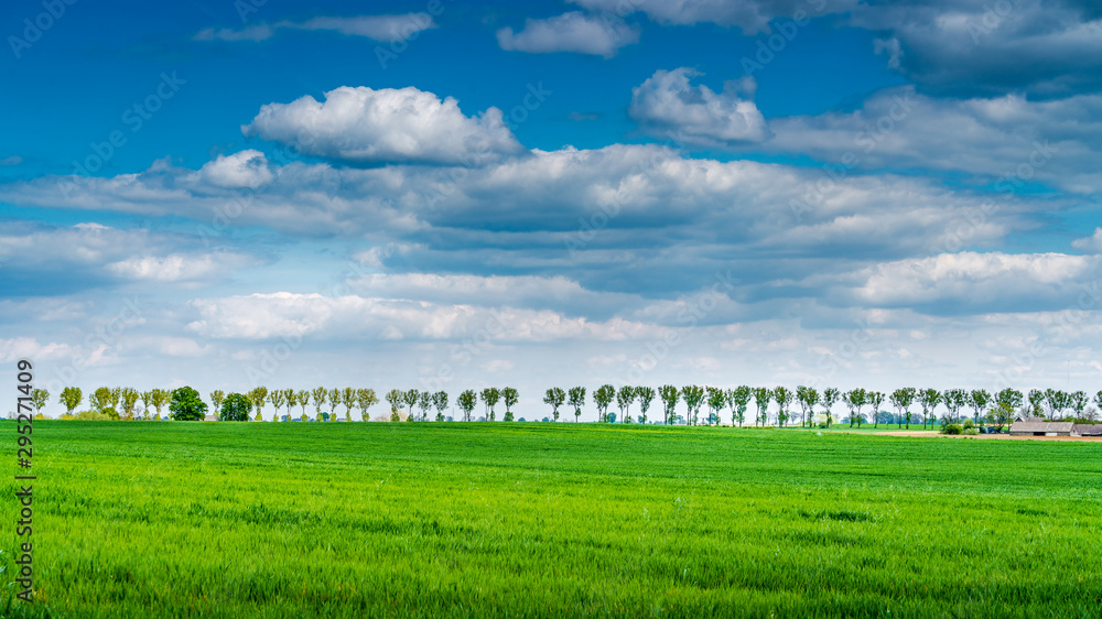 Obraz premium Green field and blue sky
