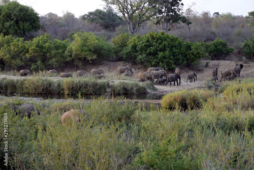 Elephants just after sunrise  Kruger National Park  South Africa