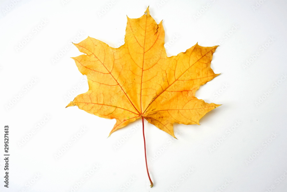 Yellow autumn maple leaf isolated on light background. Autumn, leaf fall. Yellow autumn maple leaf isolated on light background. Autumn, leaf fall.