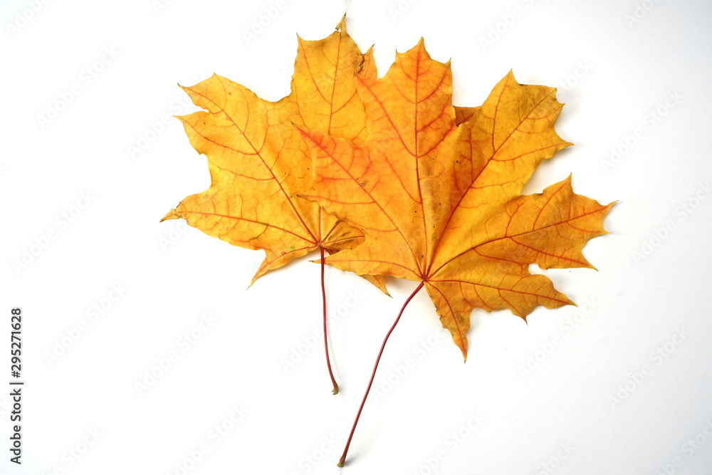 Yellow autumn maple leaf isolated on light background. Autumn, leaf fall. Yellow autumn maple leaf isolated on light background. Autumn, leaf fall.