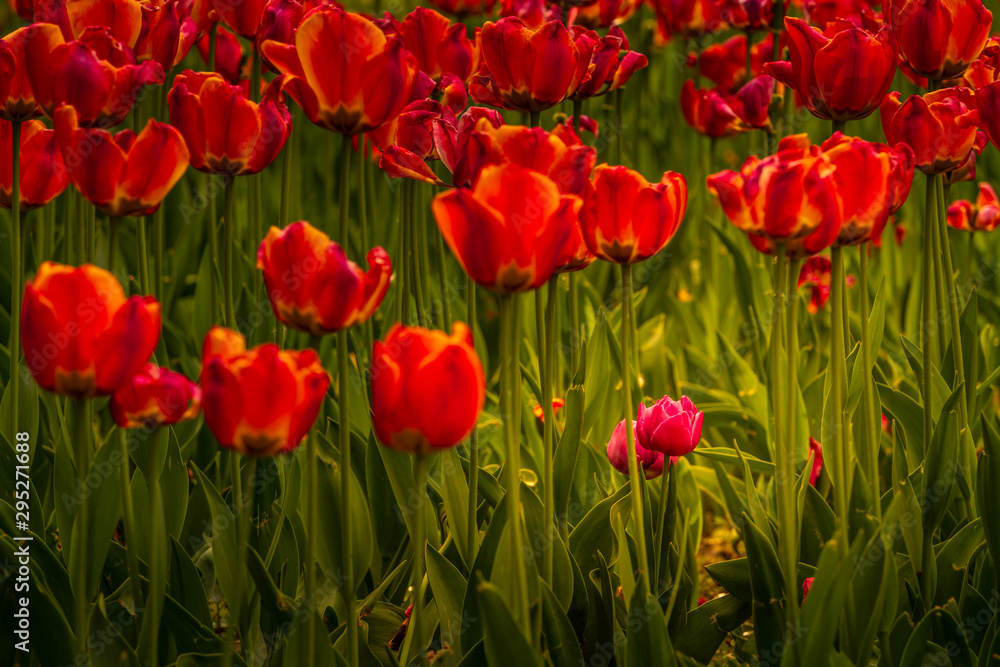 Field of red tulips Field of red tulips