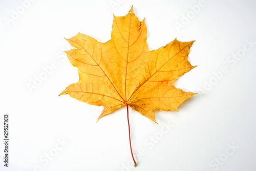 Yellow autumn maple leaf isolated on light background. Autumn  leaf fall.