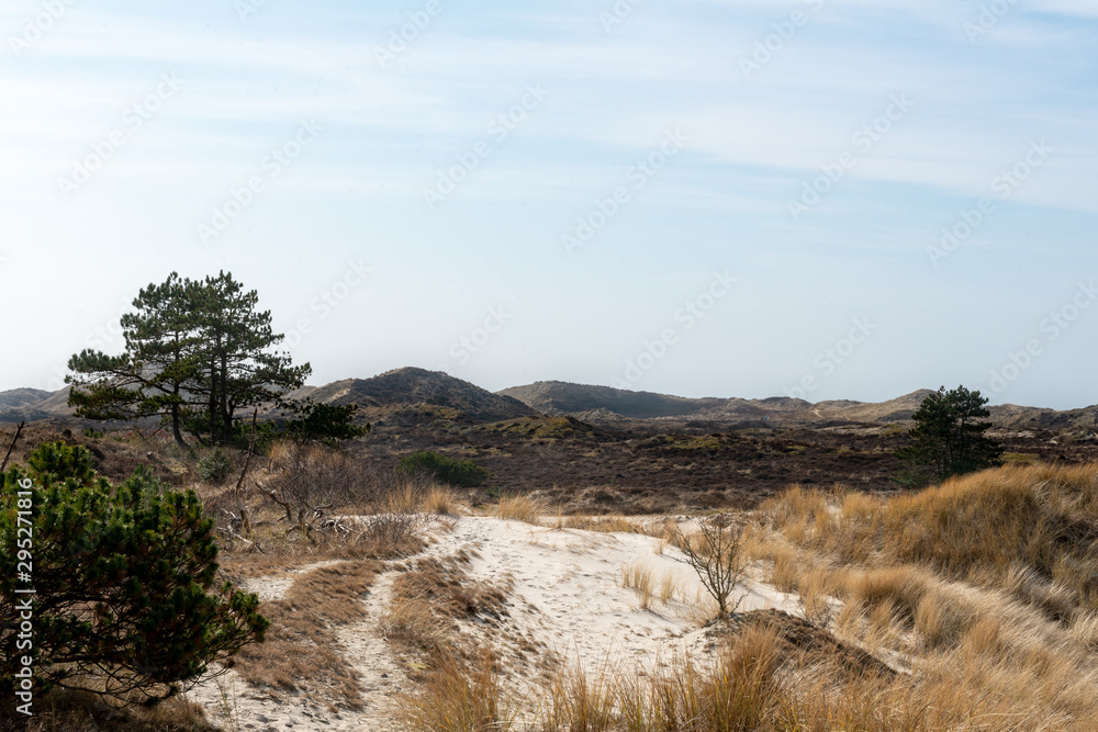 Dune landscape with bushes, sand and a pinetree