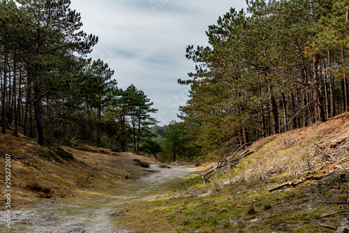 Sandy path through a forest with pine trees