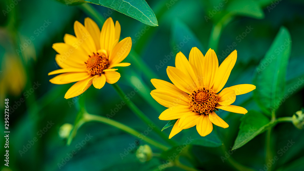 Yellow flower with water drops of morning dew Yellow flower with water drops of morning dew