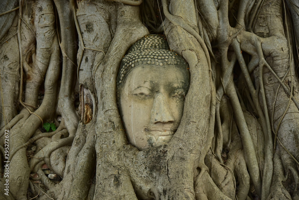 Buddha head in Bodhi tree, Ayutthaya province