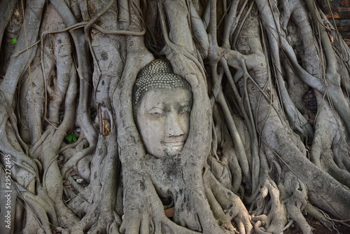 Buddha head in Bodhi tree, Ayutthaya province