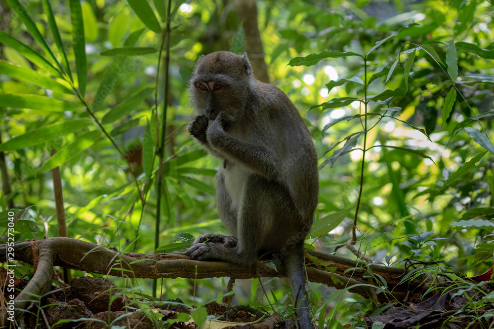 long‐tailed macaques monkeys from Khao Sok National Park, Thailand long‐tailed macaques monkeys from Khao Sok National Park, Thailand