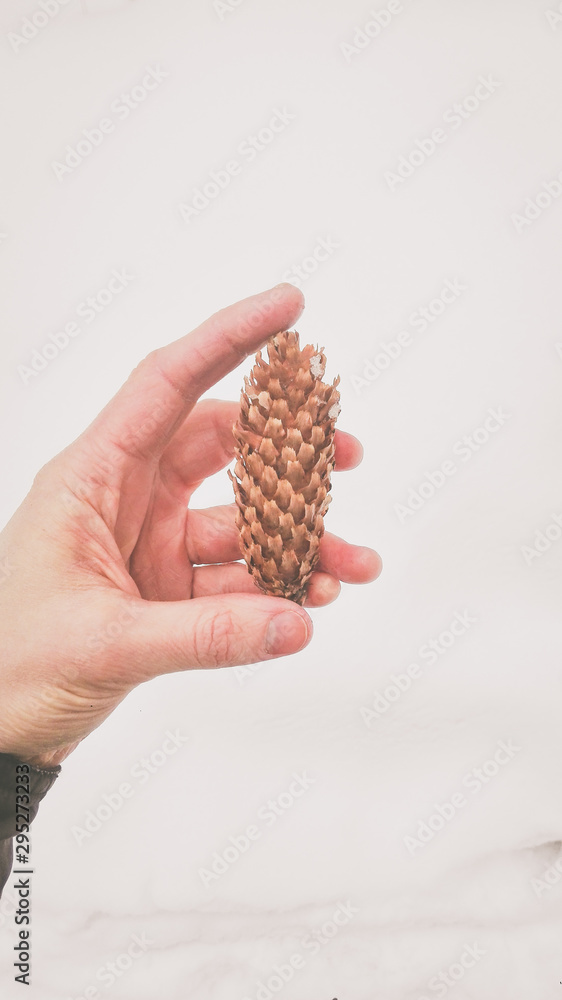 Obraz premium Fir cone in hand on a background of snow in winter close-up
