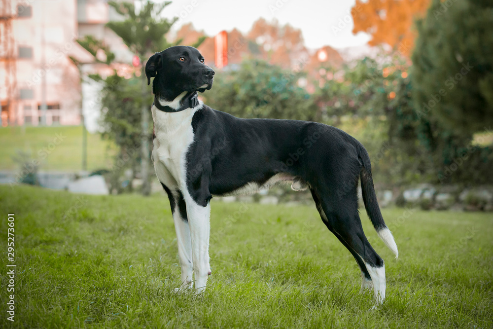 Black and white dog in a garden in hunting position.