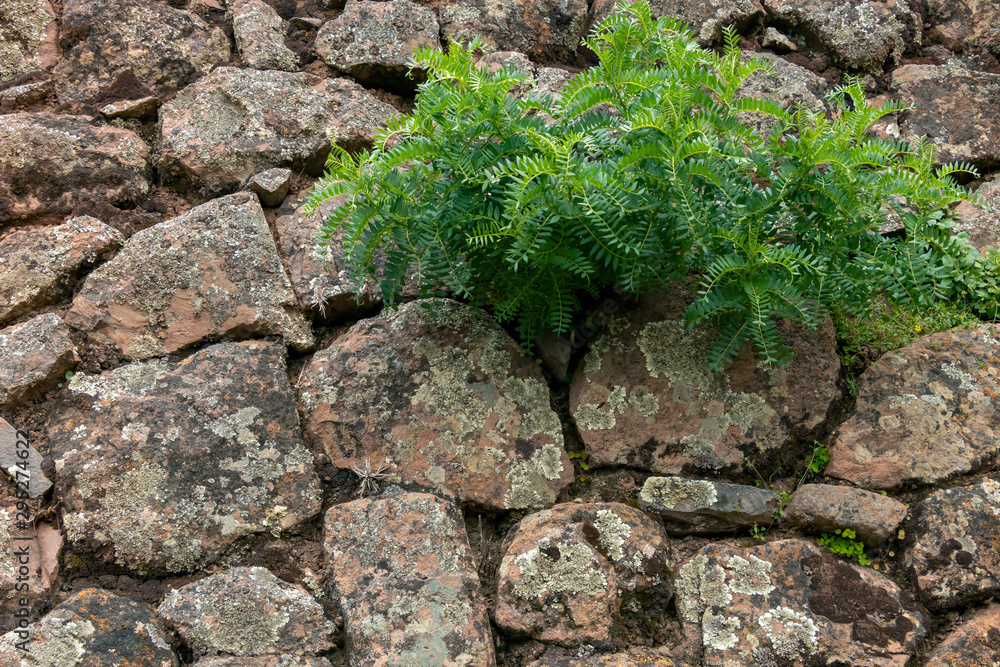 Backdrop of green plant life growth in stone. Natural background with copy space