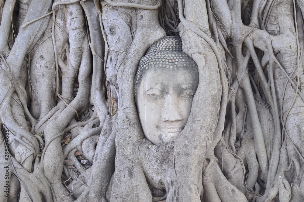 Head of Buddha in a tree, Ayutthaya province