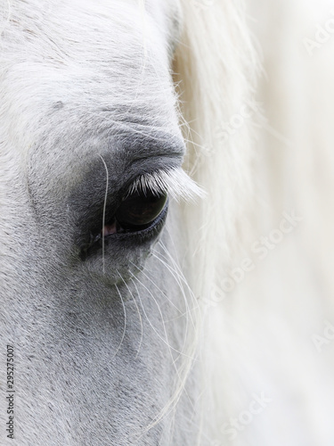 Veteran Horse © Nigel Baker