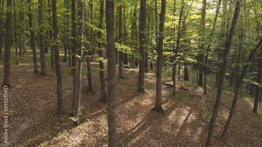 Autumn Season Fall Forest Yellow Orange Leaves Autumn Season Fall Forest Yellow Orange Leaves