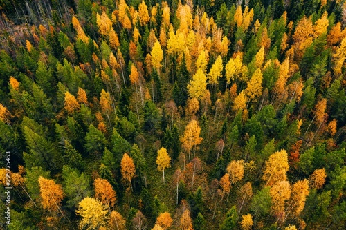 Aerial view of colored forest in autumn. Beautiful autumn forest with red, orange and yellow trees.