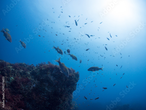 Wallpaper Mural 伊豆大島_スキューバダイビング Torontodigital.ca