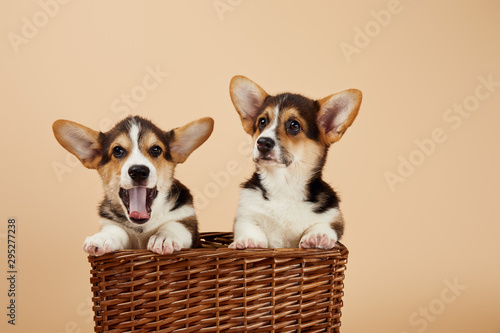welsh corgi puppies in wicker basket isolated on beige