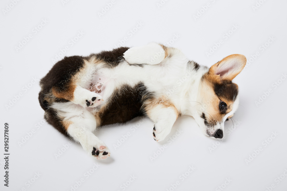 cute welsh corgi puppy lying on white background