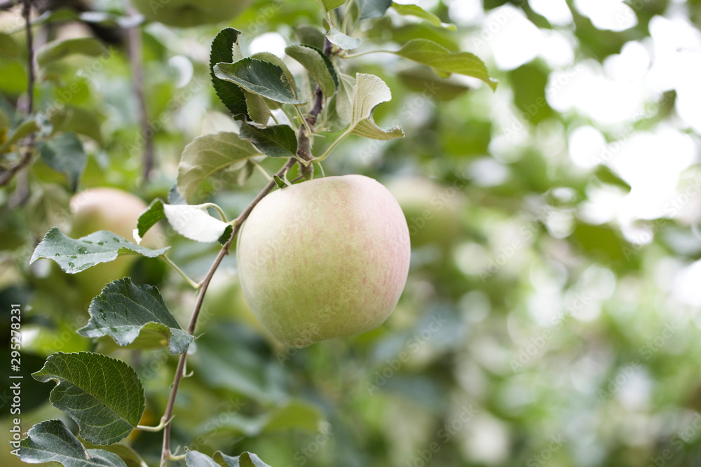 Unripe apples in the garden. Not yet ripe apples on the tree