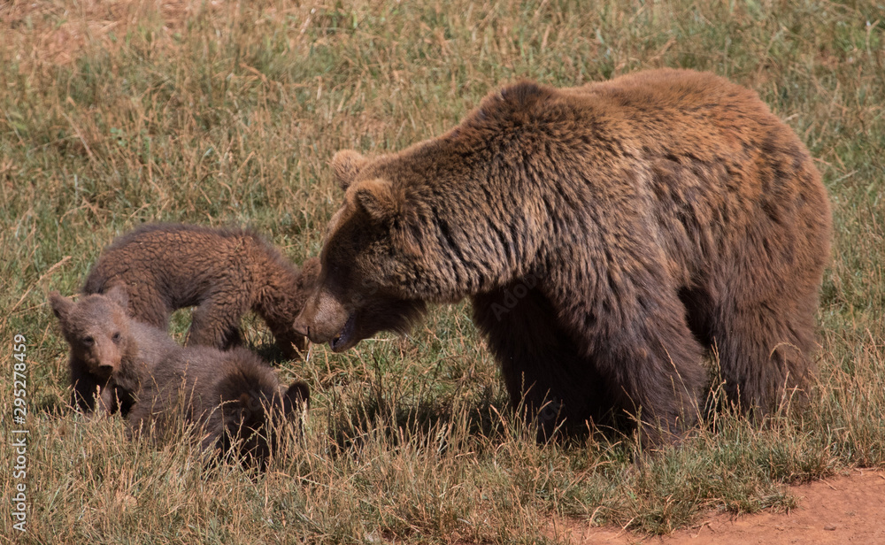 Fototapeta premium beautiful bears in their natural habitat