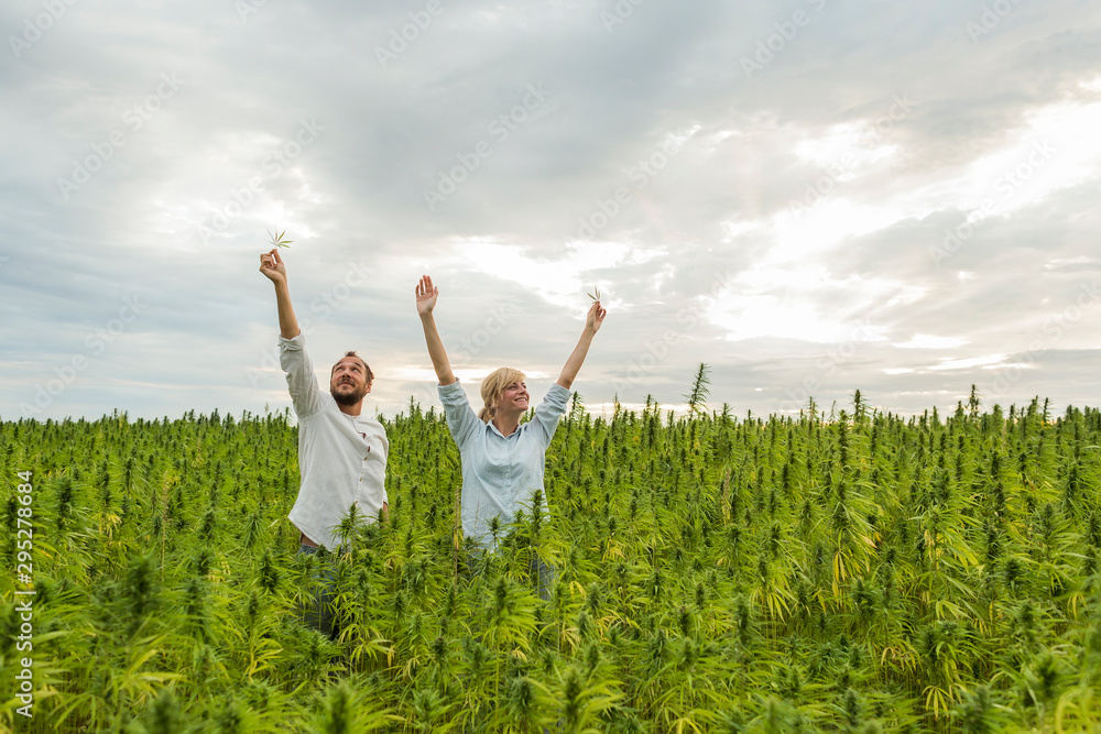 Man and woman standing in marijuana CBD hemp plants field and holding leaves high above. Man and woman standing in marijuana CBD hemp plants field and holding leaves high above.