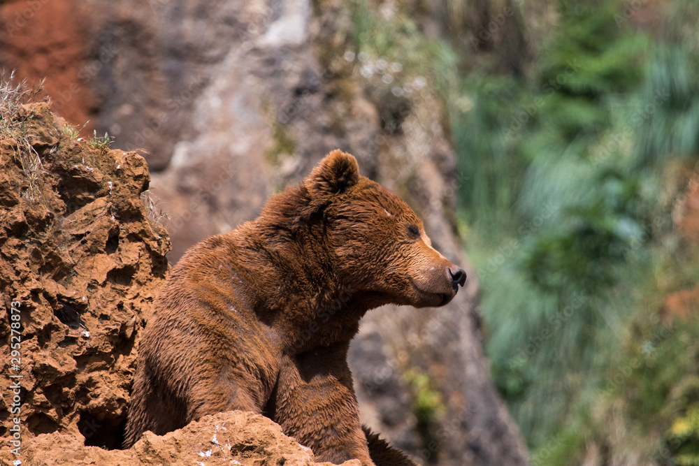 Fototapeta premium beautiful bears in their natural habitat