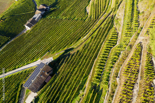 Valtellina (IT) - Vista aerea autunnale di azienda vinicola con pannelli solari photo