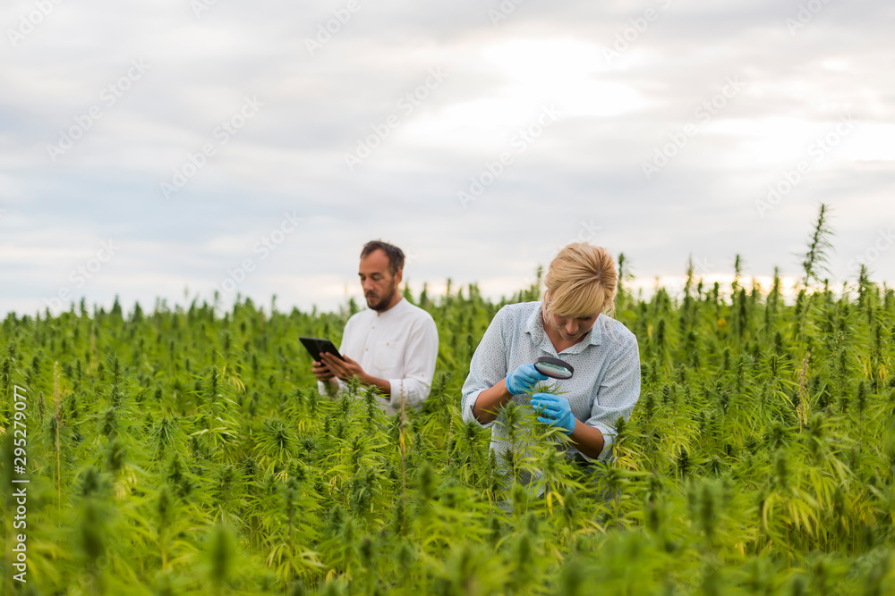 Two people observing CBD hemp plants on marijuana field with magnifying glass, and taking notes in tablet Two people observing CBD hemp plants on marijuana field with magnifying glass, and taking notes in tablet