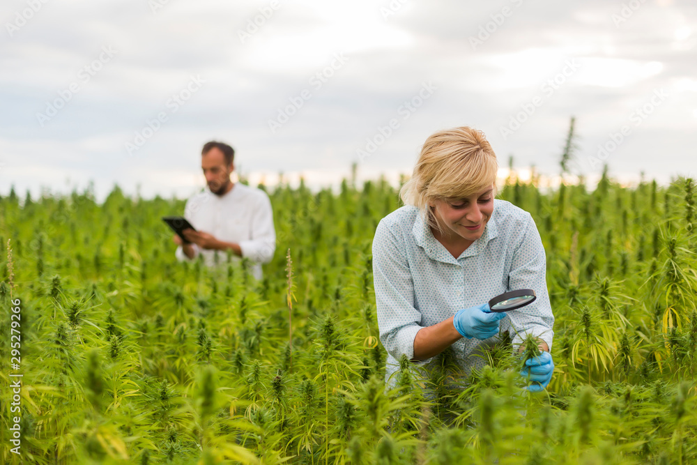 Two people observing CBD hemp plants on marijuana field with magnifying glass, and taking notes in tablet Two people observing CBD hemp plants on marijuana field with magnifying glass, and taking notes in tablet