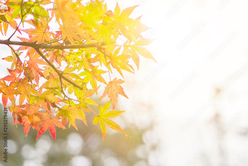 Rays of sun passing through the beautiful autumn colors of Japanese maple tree iroha momiji leaves in Yoyogi public park in Japan