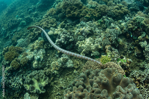 A Black-banded sea krait  Laticauda semifasciata  swims over beautiful corals off the remote island of Manuk in the Banda Sea  Indonesia. This volcanic island is known as the island of the snakes.