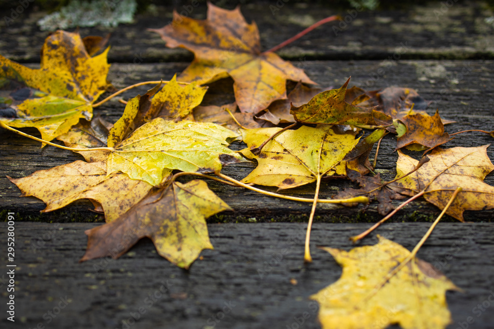 im Herbst fallen bunte Blätter 