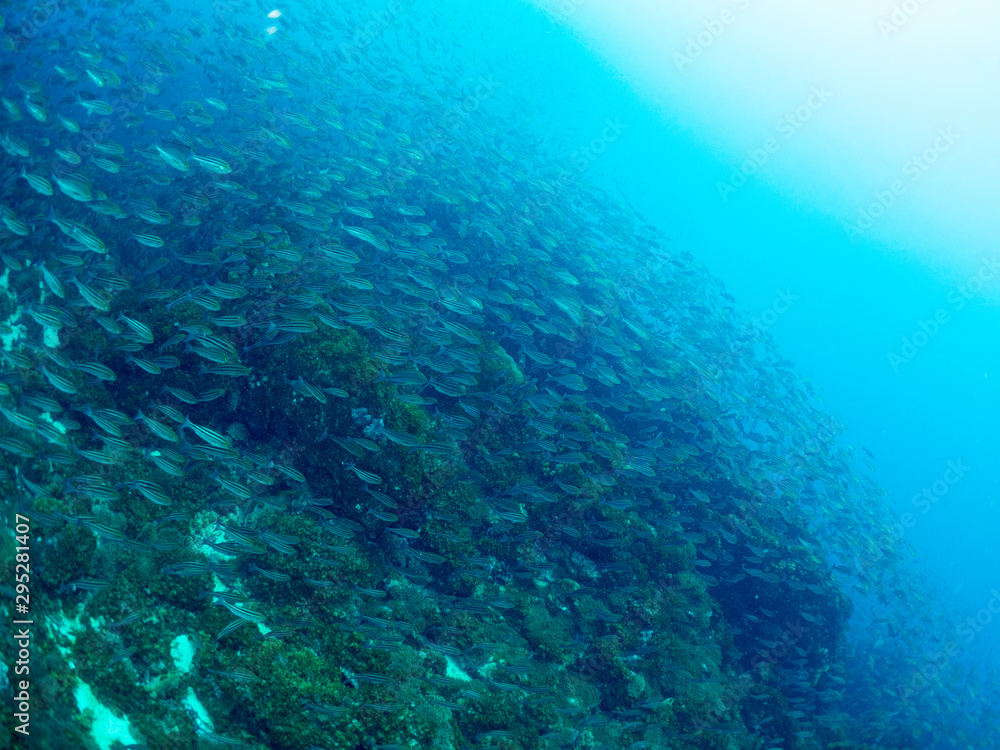 世界遺産_沖ノ島_スキューバダイビング 世界遺産_沖ノ島_スキューバダイビング