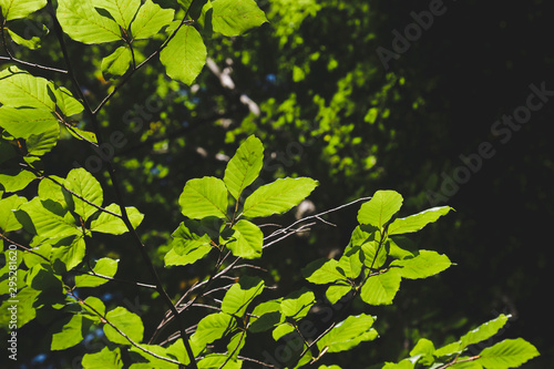 Beech tree fresh green foliage photo