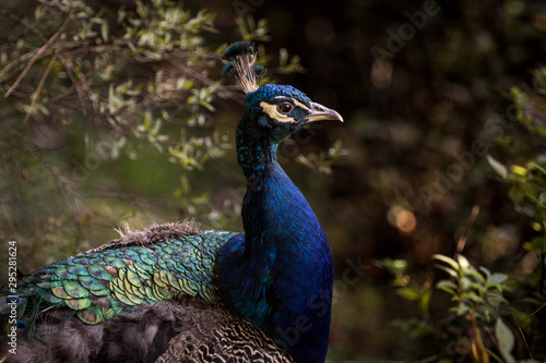 Wallpaper Mural Paw Torontodigital.ca