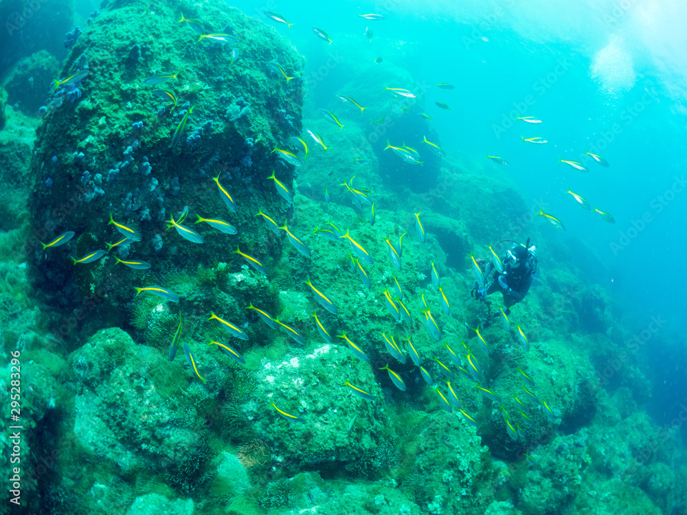 世界遺産_沖ノ島_スキューバダイビング 世界遺産_沖ノ島_スキューバダイビング